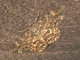 Cleora dactylata